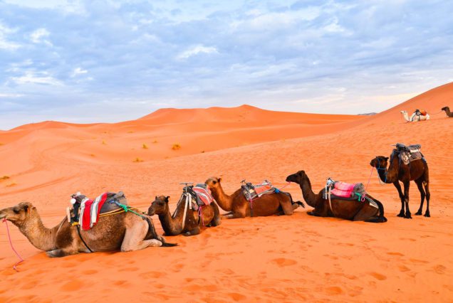 Excursión de Aventura de 5 Días de Marrakech al Desierto en Camello
